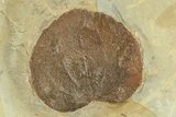 Fossil Leaf (Zizyphoides) - Montana #270987-1